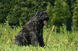 BOUVIER DES FLANDRES 512
